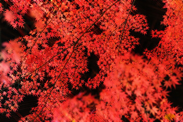 紅葉したモミジ