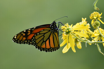 Butterfly 2021-27
Monarch butterfly (Danaus plexippus)