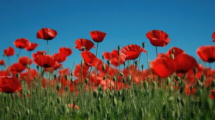 Obraz premium Vibrant red poppy field against a clear blue sky