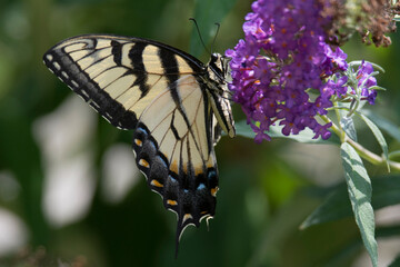 Butterfly 2021-28
Tiger Swallowtail (Papilio glaucus)