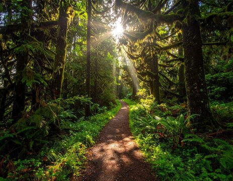 Sunlight streams through a lush forest path (2) - Powered by Adobe