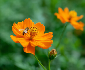 .Bee Pollinating Orange and Yellow Flowers