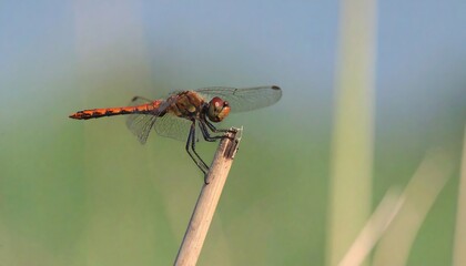 Close-up of a dragonfly perched on a reed