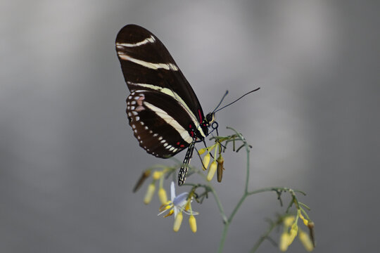 Butterfly 2022-1
Zebra Longwing (Heliconius charithonia)