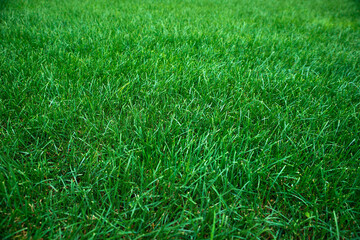 green grass background.