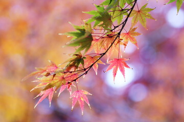鮮やかな秋の紅葉