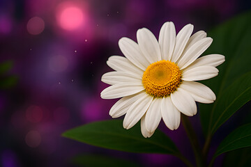 Close-up of White Daisy Flower with Green Leaves and Soft Purple Pink Bokeh