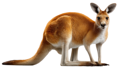 Kangaroo Stands Tall: A vibrant portrait of a majestic kangaroo, captured in a clean and striking studio shot, showcasing its powerful physique and unique posture.