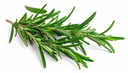 Fototapeta premium Close-up of a fresh rosemary sprig with green, needle-like leaves, set against a white background, showing detail and texture