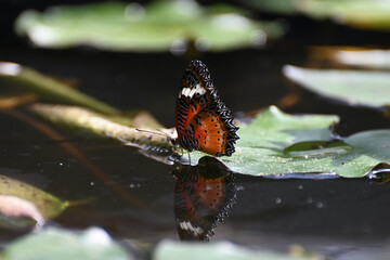 Butterfly 2022-2
Leopard Lacewing (Cethosia Cyane)