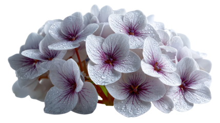 Hydrangea Blossom: Delicate and elegant, a macro shot captures the intricate details of a blooming hydrangea flower, showcasing its soft petals and vibrant center in all its natural beauty.