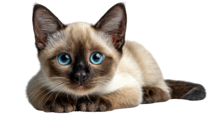 Siamese kitten with captivating blue eyes: a precious Siamese kitten, with beautiful blue eyes, rests serenely, capturing an adorable view of feline charm and cuteness. 