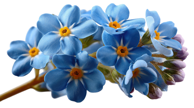 Forget-Me-Not: Delicate blue Forget-Me-Not blooms display their radiant beauty, symbolising cherished memories and everlasting remembrance.