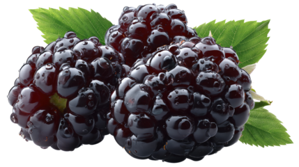 Juicy Blackberries: A close-up shot highlights the glossy, dark allure of ripe blackberries, perfectly complemented by vibrant green leaves, creating a sensory feast of nature's sweetness.