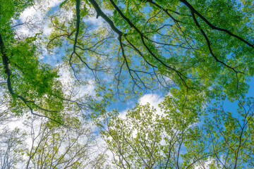 青空に映える新緑
