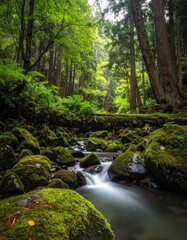 Obraz premium Verdant forest scene featuring a gentle stream flowing over moss-covered rocks, bathed in soft, diffused light filtering through tall trees