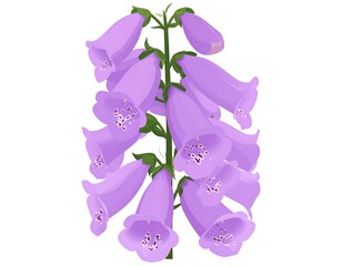 Purple bell flowers on stem