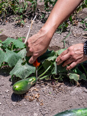 Woman Working in a Vegetable Garden with Fresh Produce