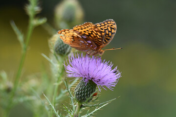 Butterfly 2021-30
Aphrodite fritillary (Speyeria aphrodite)