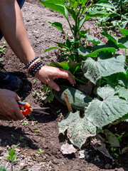 Woman Working in a Vegetable Garden with Fresh Produce