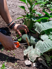 Woman Working in a Vegetable Garden with Fresh Produce