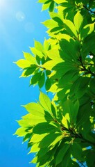 Vibrant green leaves of a tree canopy against a bright, clear blue sky on a sunny day Perfect for nature, environmental, or summer themes , natural, sky
