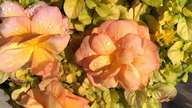 emerald raindrops on flower petals