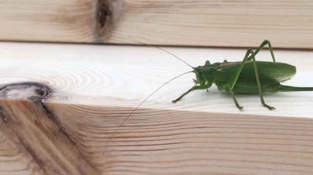 large green grasshopper crawls nearby