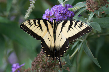 Butterfly 2021-31
Tiger Swallowtail (Papilio glaucus)