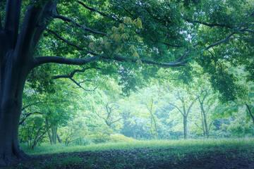木漏れ日が差し込む森