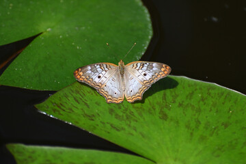 Butterfly 2022-3
White peacock butterfly (Anartia jatrophae)