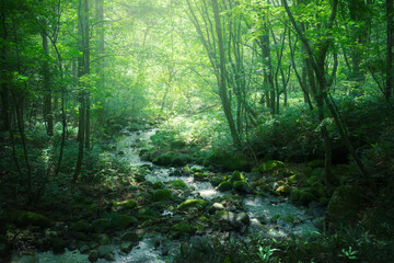 緑の森を流れる小川
