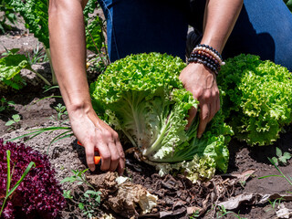 Woman Working in a Vegetable Garden with Fresh Produce