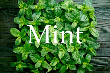 ミントと英語のスペル