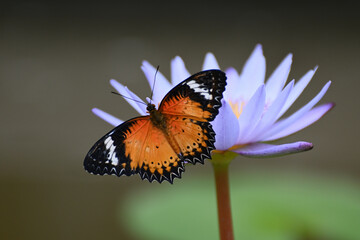 Butterfly 2022-4
Leopard Lacewing (Cethosia Cyane)