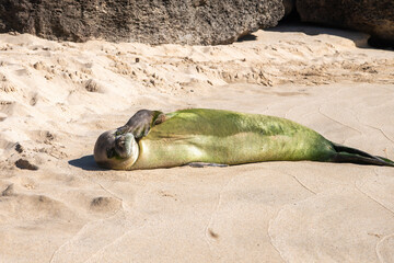A Hawaiian monk seal rests on the sandy shore at Makua Beach, Oahu, Hawaii, covered in green algae under the warm sunlight.