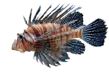 A vibrant lionfish, showcasing intricate details of its fins and body, isolated on a transparent background. background removed