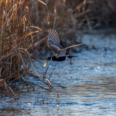 great blue heron ardea cinerea