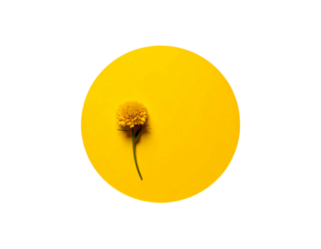 Single yellow flower on a yellow circle