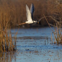 great blue heron in flight