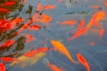 Many goldfish are in the pond
