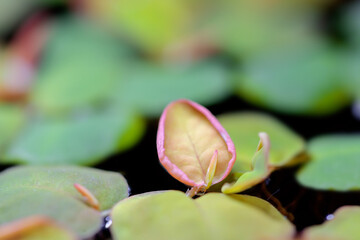 Floating watermoss(Salvinia cucullata), or Salvinia natans, on water surface