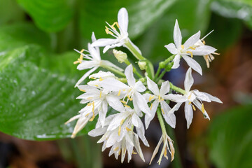Cardwell lily or Northern Christmas Lily on nature background in the garden