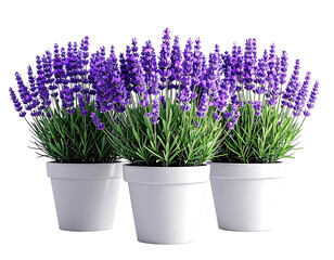 Three lavender plants in white pots