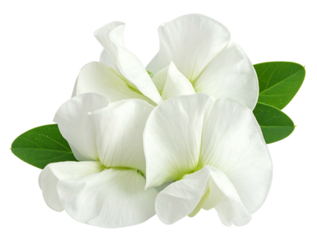Close-up of three delicate, white pea flowers clustered together, with vibrant green leaves