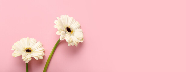 Naklejka premium White gerbera flowers on pink background