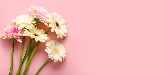 Obraz premium Beautiful gerberas on pink background with space for text