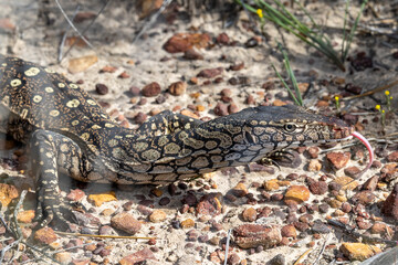 Australian Perentie monitor flickering it's tongue