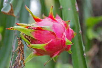 dragon fruit tree branch is an succulent plant, able to cling to other trees for living.