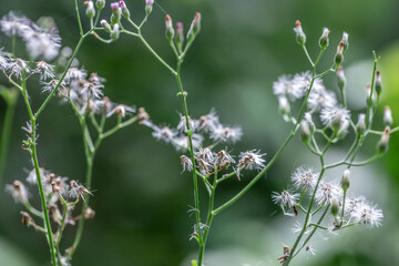 Beautiful puffy dandelions and flying seeds